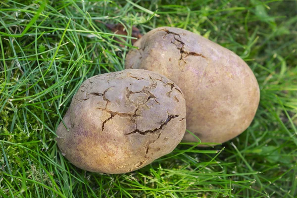 Mit Karies infizierte Kartoffelknollen liegen auf dem Rasen — Stockfoto