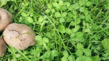 Patates yumrular, bakteriyel çürüme ile enfekte