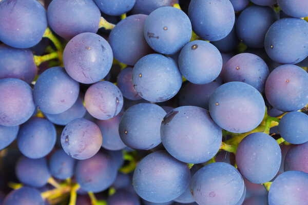 Ягоды из голубого винограда созревают
