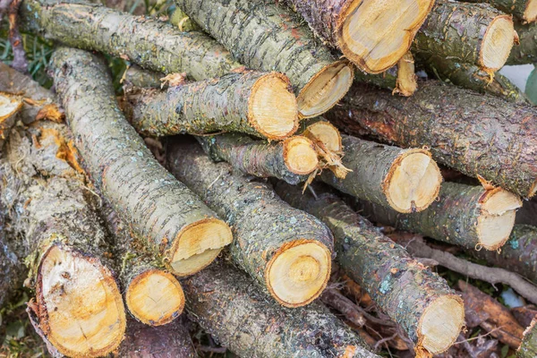 Przygotowanie do zimy, mnóstwo drewno liściaste — Zdjęcie stockowe