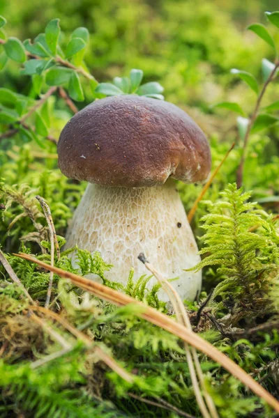 Le bolet de champignon est beau parmi la mousse — Photo