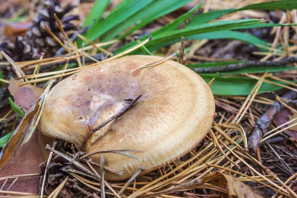 Um dos cogumelos venenosos (Paxillus involutus ) — Fotografia de Stock