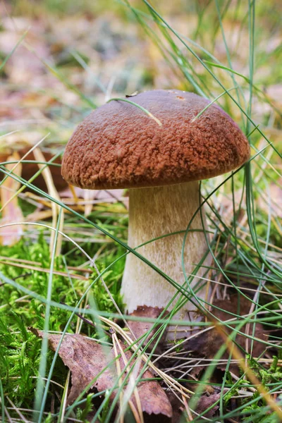 Bolet de champignons dans la végétation forestière — Photo