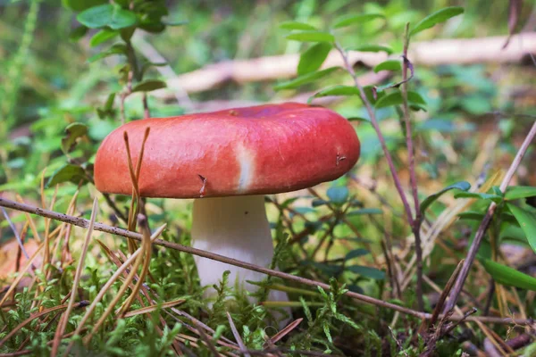 Sur la photo, vous pouvez voir la russule rouge seul — Photo