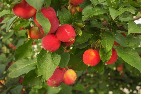 Rode appels op een tak in augustus — Stockfoto