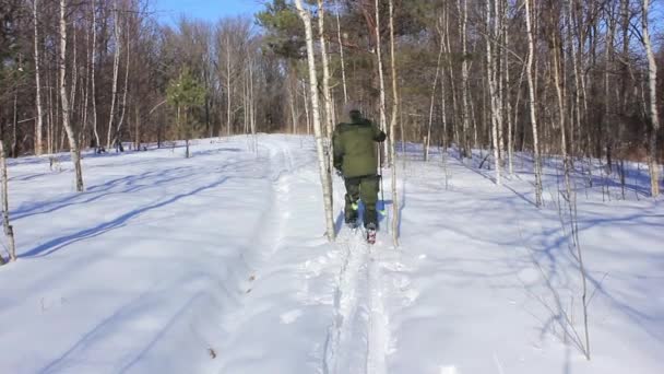 Пенсіонери Прогулюються Зимовому Лісі Лижах Швидкості — стокове відео