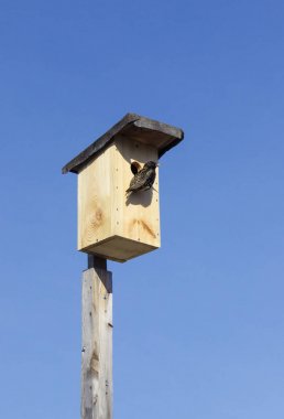 Nisan ayında Starlings geldi, onlar kuş evleri doldurmak