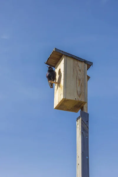 Szpaki poleciał w, one Wypełnij birdhouses — Zdjęcie stockowe