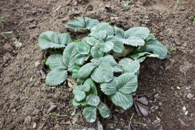 Çilek bush Bordeaux karışımı ile püskürtülür