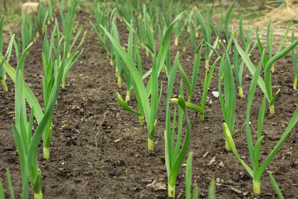 Молодой зеленый чеснок растет из почвы весной крупным планом — стоковое фото