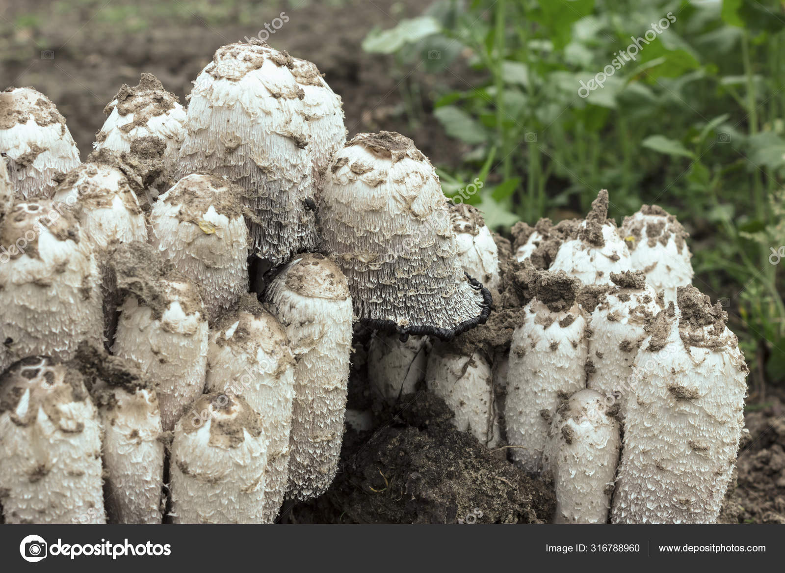 Coprinus Comatus Mushrooms Growing In The Garden Anti Alcoholi