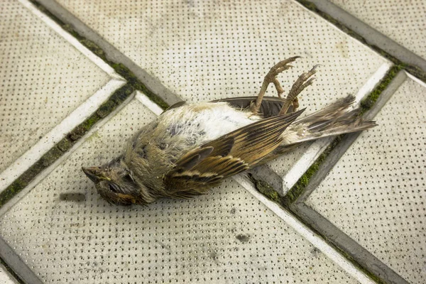Pták sestřelen autem. Vrabec na chodníku. — Stock fotografie