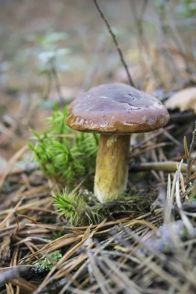 Μανιτάρια (Boletus badius), βρώσιμα μανιτάρια, που αναπτύσσονται το καλοκαίρι και — Φωτογραφία Αρχείου