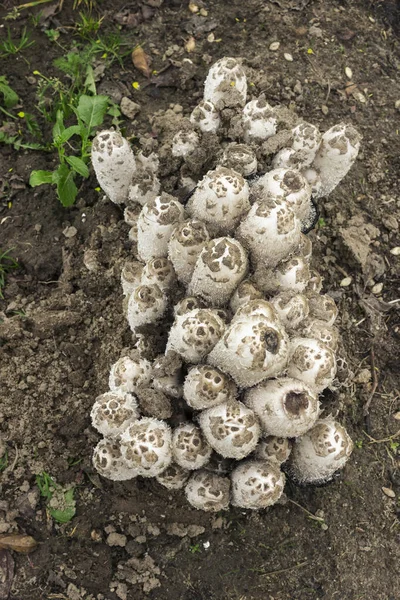 Colony mushrooms coprinus comatus. Vista desde arriba —  Fotos de Stock