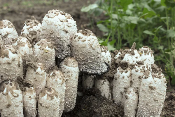 Coprinus comatus paddenstoelen groeien in de tuin. Antialcoholi — Stockfoto