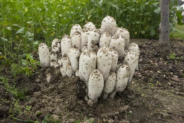 Kolonie champignons coprinus comatus groeien in de tuin. Anti — Stockfoto