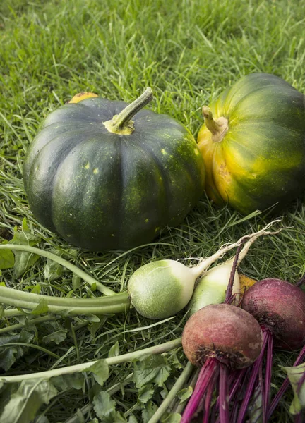 Hösten. Olika grönsaker finns på gräsmattan — Stockfoto