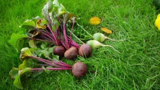 Warzywa Trawniku Jesienią Uprawiane Usuwane Łóżka — Wideo stockowe