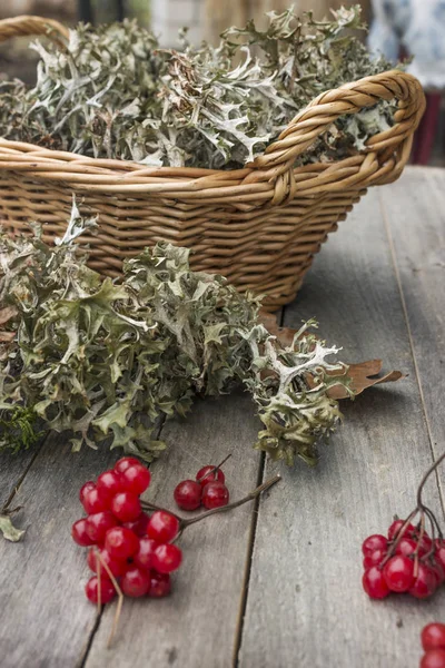 Dans un panier de mousse d'Islande (Cetraria islandica) et de rose guelder — Photo