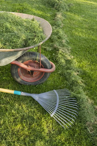 Rake and wheelbarrow filled with green grass on the lawn — Stock Photo, Image