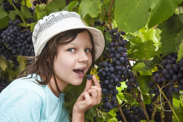 Girlie tenta uvas escuras. Agosto — Fotografia de Stock