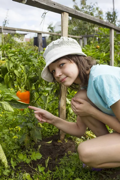 August Girl Found Ripe Red Pepper Kitchen Garden — Stock Photo, Image