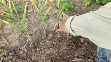 Yaz. İşin arkasındaki çiftçi. Toprağı kazıyor, olgun sarımsak.
