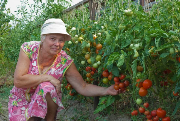 Senhora Idosa Jardim Cozinha Ceifa Uma Colheita Sua Realização Verão — Fotografia de Stock