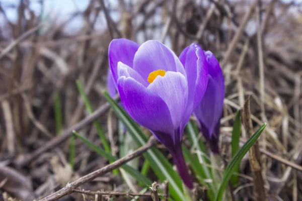 Kwitnący Fioletowy Krokus Wczesnym Kwietniu Znaczy Nadchodzi Wiosna — Zdjęcie stockowe