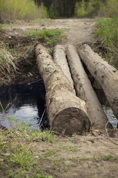 Thick Logs Crossing Stream Spring Forest — Stock Photo, Image