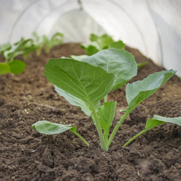 Seedlings Cabbage Covered Spring Protection Frosts — Stock Photo, Image