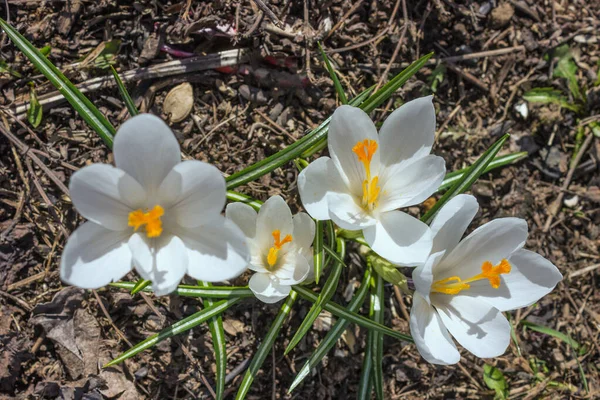 四月初生长着几个白色的番红花 春天的象征 — 图库照片