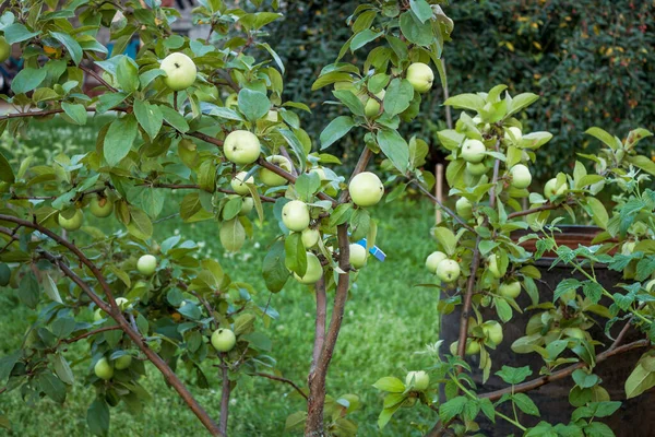 Dwerg Appelboom Met Fruit Een Amateur Tuin Oogsttijd — Stockfoto