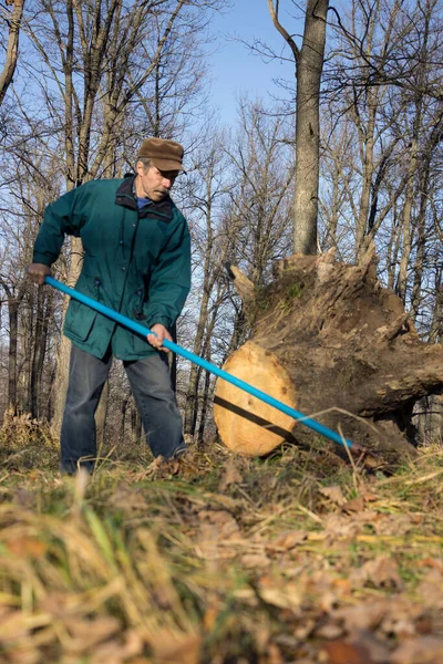 Uomo Ordine Vecchio Parco Rastrellando Fogliame Secco — Foto Stock