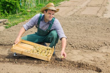 Man in vegetable garden. Farming and traditional spring work. Planting potatoes in May clipart