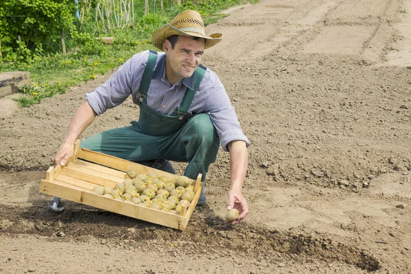 Hombre Huerta Agricultura Trabajos Tradicionales Primavera Plantación Patatas Mayo — Foto de Stock