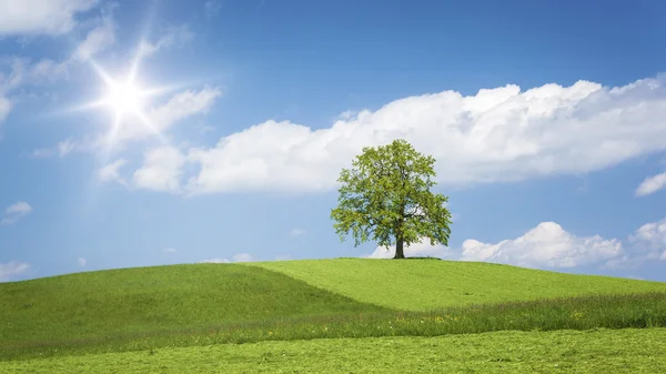 Árvore solitária em uma colina — Fotografia de Stock