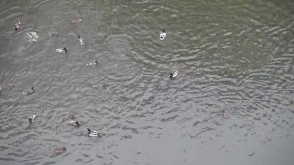 Duck diving in city lake — Stock Video