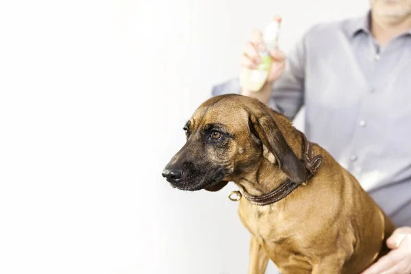 Баварская сварочная собака в собачьем салоне — стоковое фото
