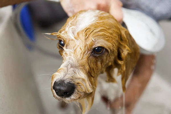 Człowiek pies kąpieli — Zdjęcie stockowe