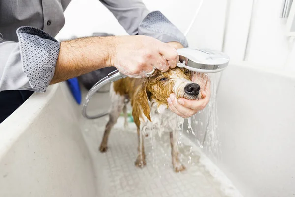 Man zwemmen schattige hond — Stockfoto