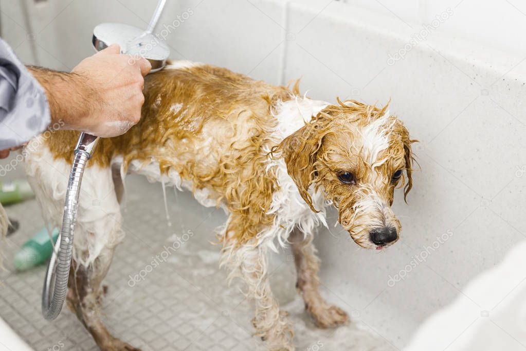 man bathing cute dog