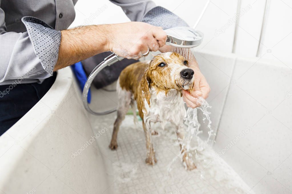 man bathing cute dog