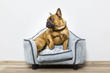 küçük koltuk üzerinde Bulldog
