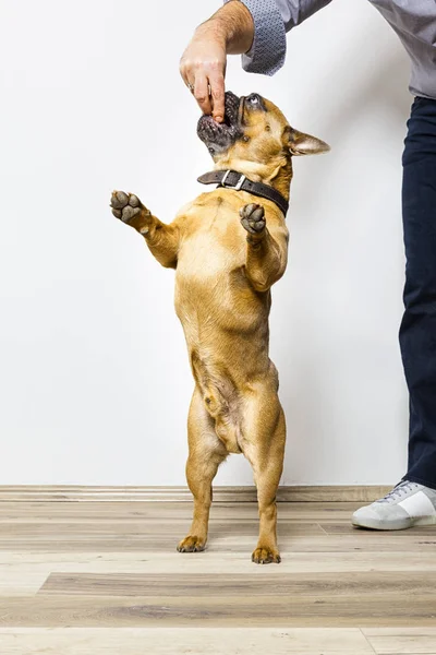 牛头犬获得一些食物 — 图库照片