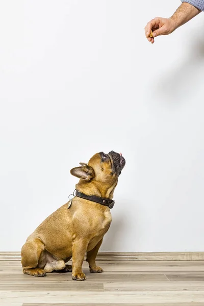 牛头犬获得一些食物 — 图库照片