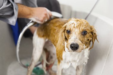 Kişi banyo köpek