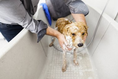 Kişi banyo köpek
