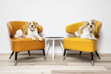 Sandalye üzerinde oturan köpekler