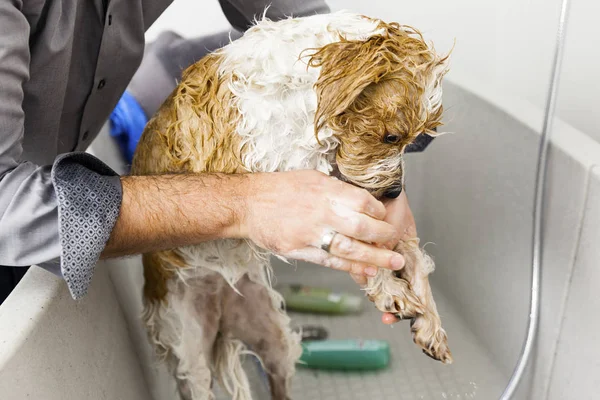 Persona perro de baño — Foto de Stock
